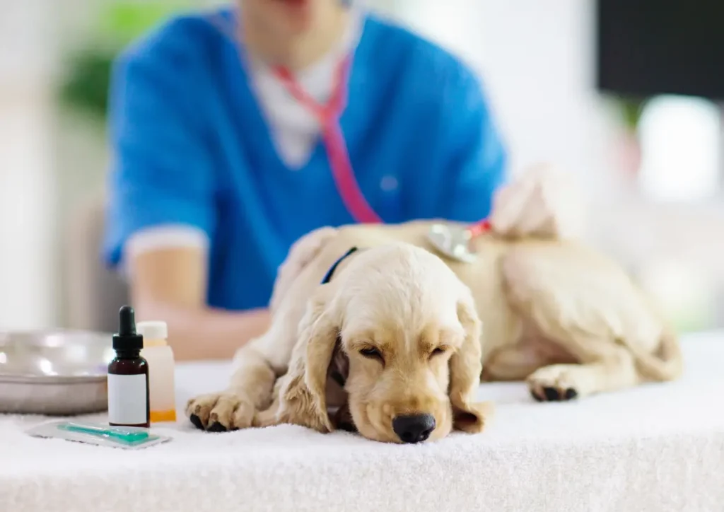 rimadyl dosage for dog